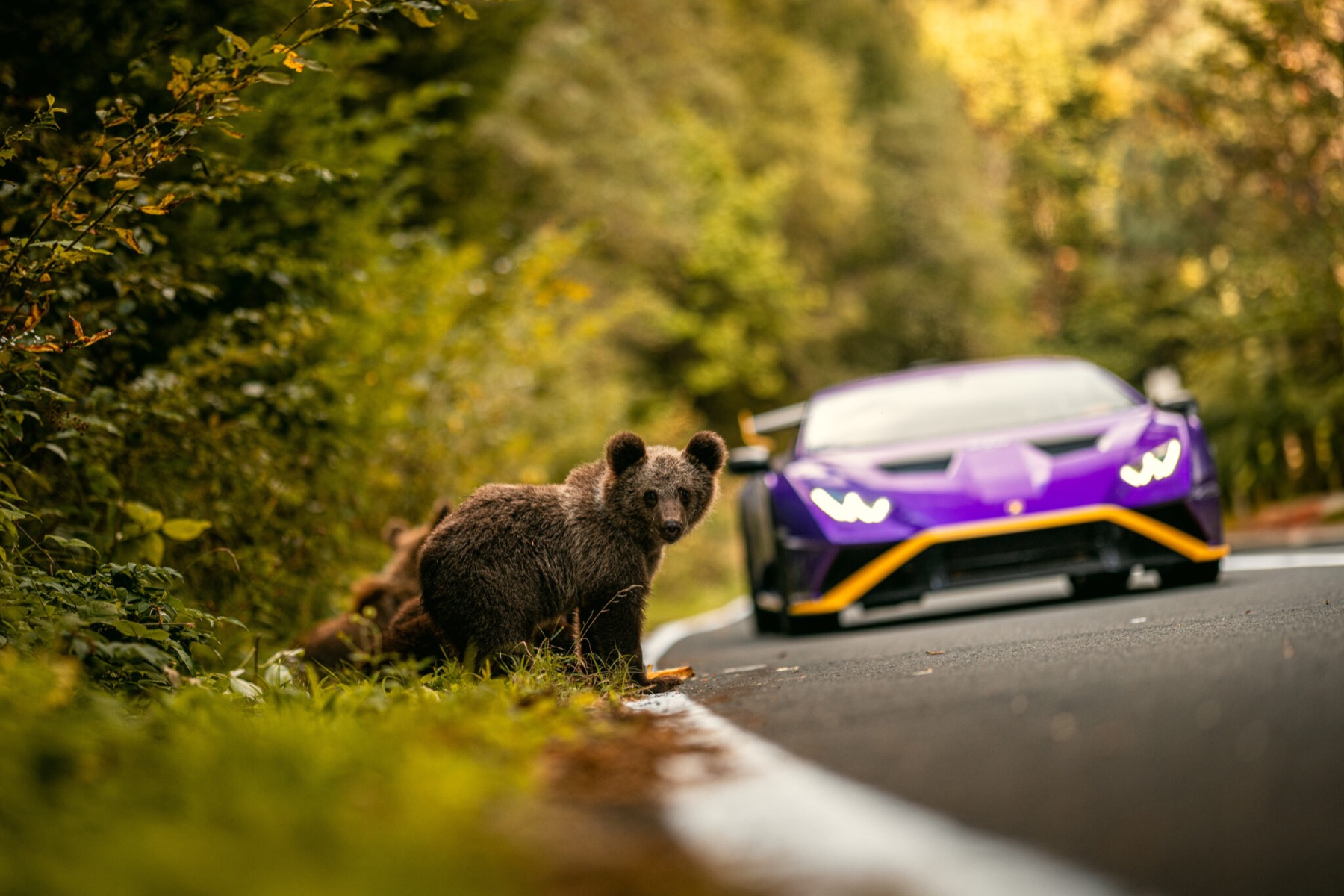 Een berenwelp langs de weg in de Karpaten, met een paarse Lamborghini Huracán STO erachter.